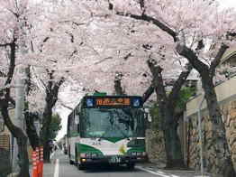 神戸　桜坂